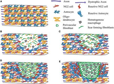 Understanding the NG2 Glial Scar after Spinal Cord Injury